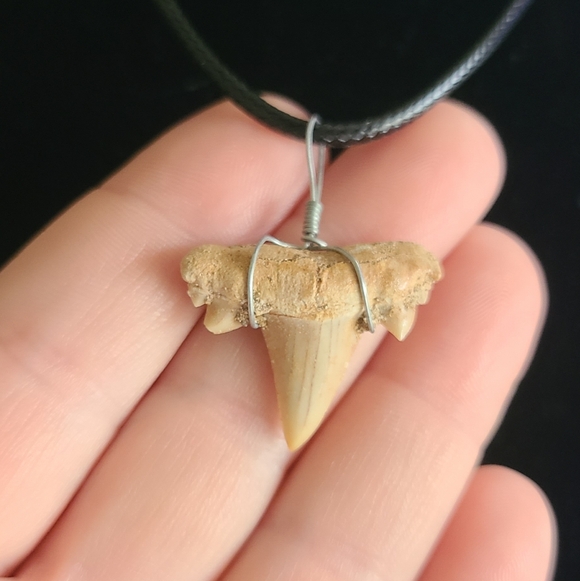 Handmade Jewelry - Natural Fossil Shark Tooth Pendant Necklace